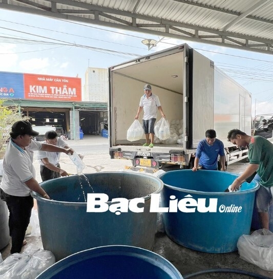 Bạc Liêu: Siết chặt quản lý chất lượng tôm giống
