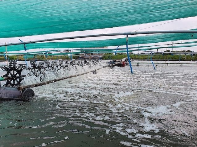 Cà Mau: Cấp mã số nhận diện vùng nuôi tôm đạt thấp