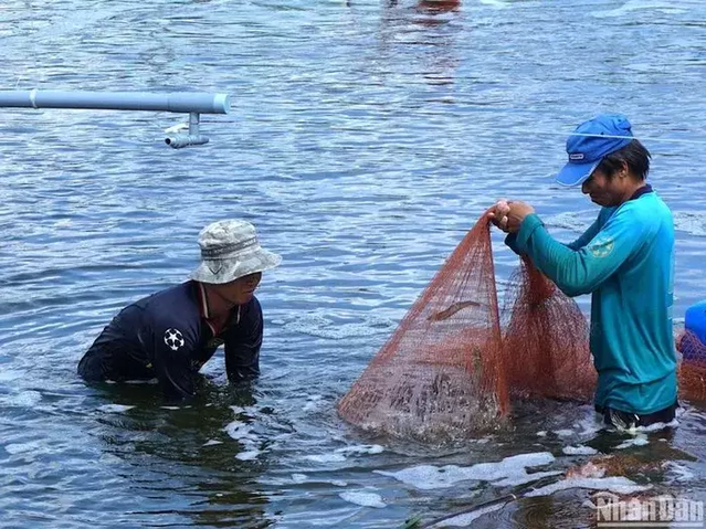 Cà Mau hướng đến mục tiêu xuất khẩu từ ngành tôm đạt 6 tỷ USD