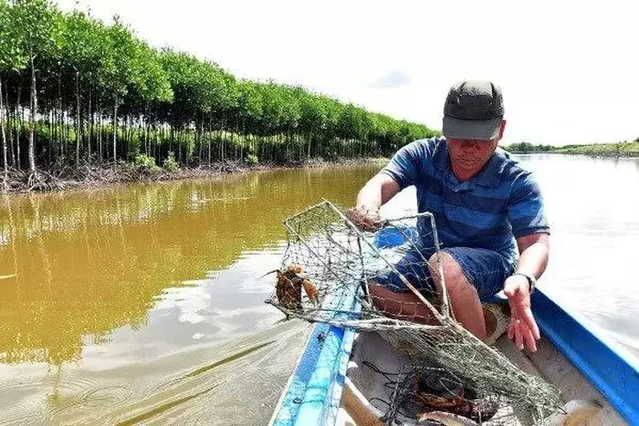 Cà Mau: Triển vọng mô hình nuôi cua VietGAP