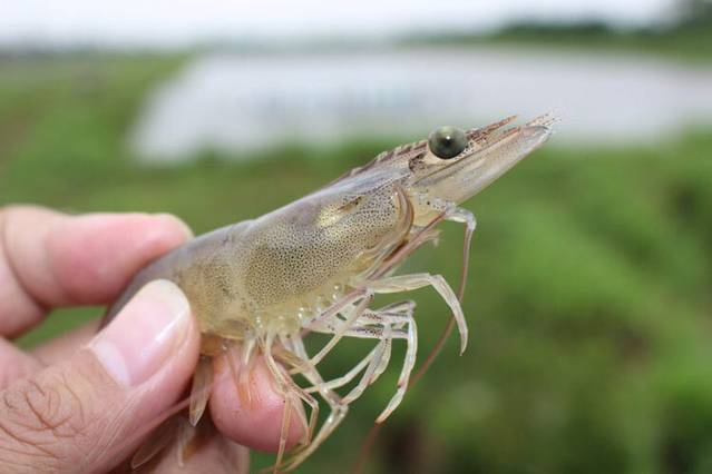 Chủ động phòng, chống dịch bệnh trên tôm
