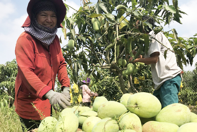 Hết thời phải 'giải cứu', nông dân Cần Thơ làm cánh đồng lớn thu hàng trăm triệu, giảm mối lo từ 'ông trời'