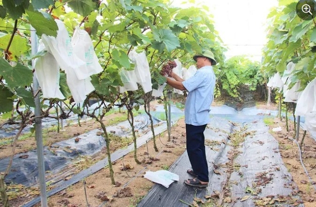 HTX thích ứng với chuyển đổi số, 'hái ra tiền' nhờ đưa hàng hóa lên 'chợ mạng', xây dựng mã số vùng trồng cho nông sản