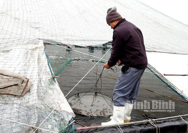 Nông dân Kim Sơn thu nhập khá nhờ mở rộng diện tích nuôi tôm vụ đông
