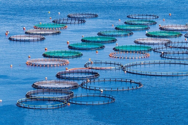 Quảng Trị: Hiệu quả nuôi tôm càng xanh nước ngọt