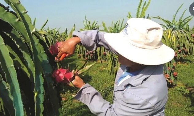 'Tấm thẻ' nâng tầm giá trị nông sản Việt