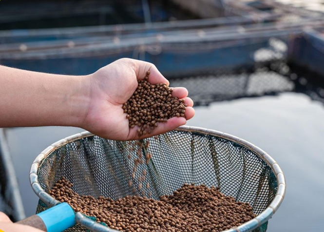 CHỨNG NHẬN HỢP QUY THỨC ĂN THỦY SẢN